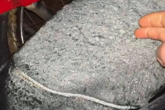 Băng giá xuất hiện trên các yên xe máy vào khoảng 4h sáng 11/1 tại làng Tắc Lang, thôn 3, xã Trà Linh. Ảnh CTV.