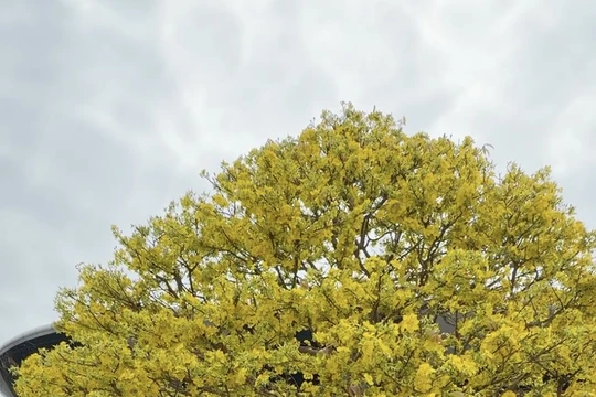 Cội mai vàng hơn 80 năm tuổi ở chợ hoa xuân Đà Nẵng