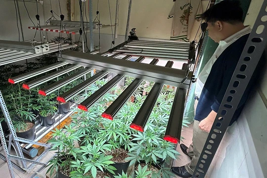Căn phòng trồng cần sa của Đỗ Hữu Duy. Ảnh CATP.