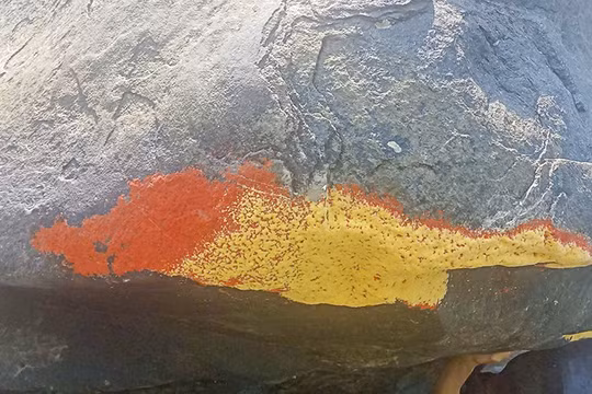 Lớp “hoa” đỏ xuất hiện trên tảng đá ở Thạnh Bình (Đà Nẵng) không phải địa y mà có thể là trứng của một loài bướm đêm. Ảnh Xuân Tiện