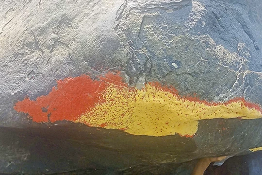 Lớp “hoa” đỏ xuất hiện trên tảng đá ở Thạnh Bình (Đà Nẵng) không phải địa y mà có thể là trứng của một loài bướm đêm. Ảnh Xuân Tiện