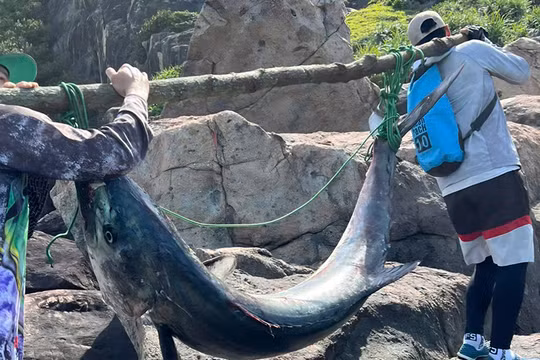 Con cá thu khủng dài 2 m, nặng 63 kg được anh Hải và bạn câu gánh lên bờ.