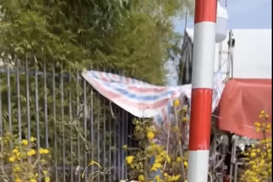 Chủ vựa mai Tất tại chợ hoa Xuân Đà Nẵng Tết Bính Ngọ 2026 giảm giá sâu trong ngày 29 Tết.