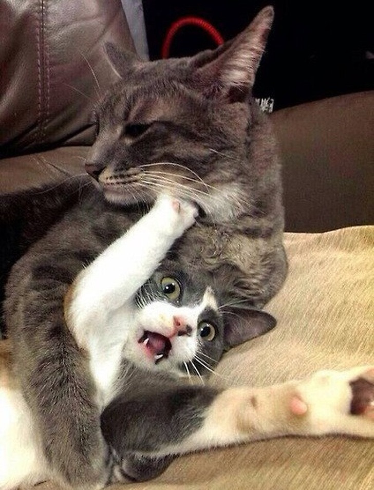 15 hình ảnh vui nhộn chứng minh mèo là diễn viên xuất sắc nhất ảnh 17