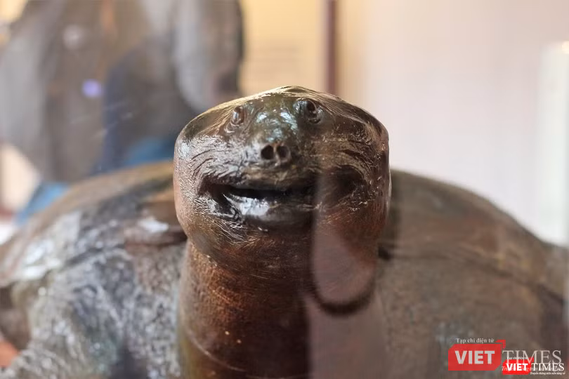 Khách du lịch nhận xét gì về tiêu bản “cụ Rùa” cuối cùng tại Hồ Gươm? ảnh 4