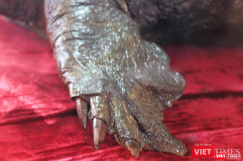 Khách du lịch nhận xét gì về tiêu bản “cụ Rùa” cuối cùng tại Hồ Gươm? ảnh 6