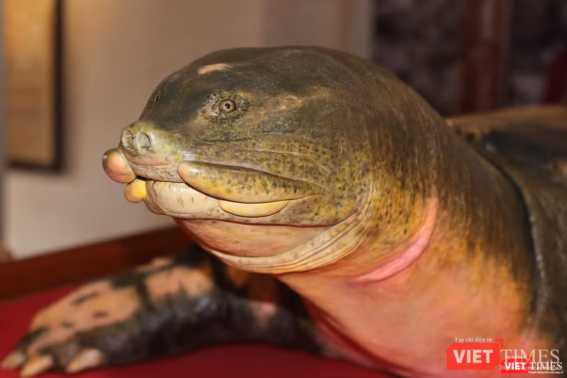 Tiêu bản cụ rùa Hồ Gươm được chế tác sống động từ hình dáng đến thần thái.