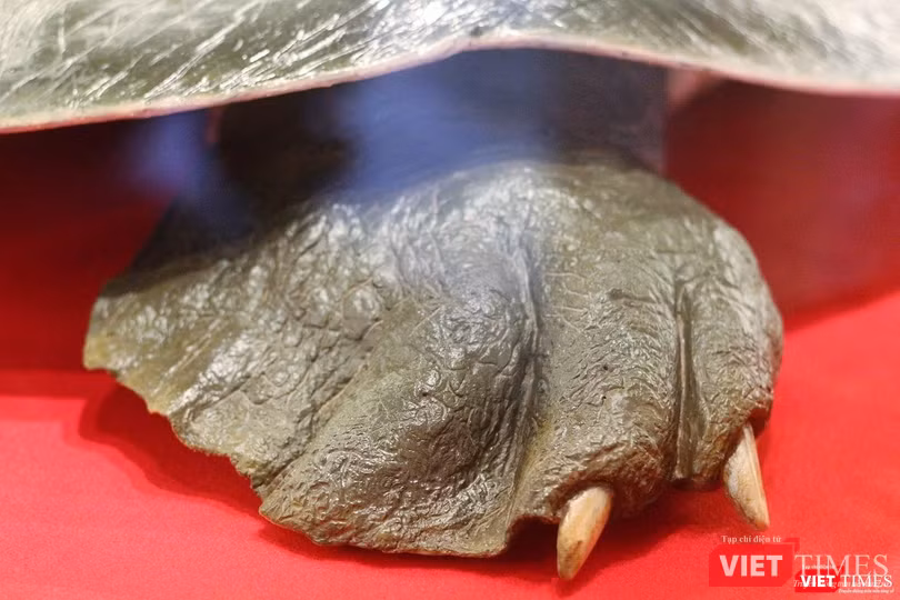 Khách du lịch nhận xét gì về tiêu bản “cụ Rùa” cuối cùng tại Hồ Gươm? ảnh 5