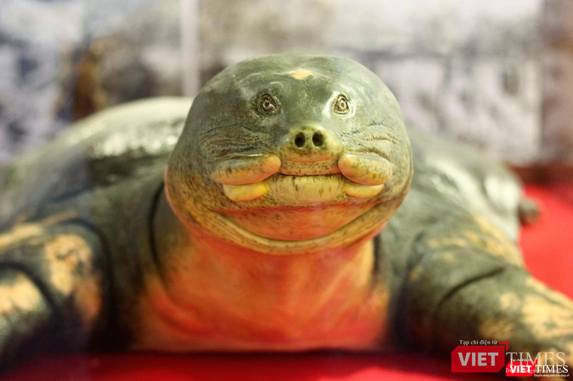 Khách du lịch nhận xét gì về tiêu bản “cụ Rùa” cuối cùng tại Hồ Gươm? ảnh 3