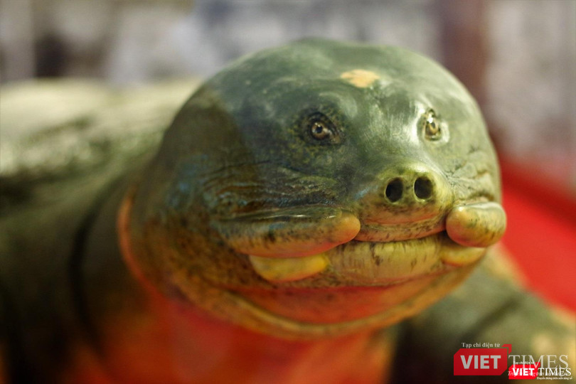 Khách du lịch nhận xét gì về tiêu bản “cụ Rùa” cuối cùng tại Hồ Gươm? ảnh 1