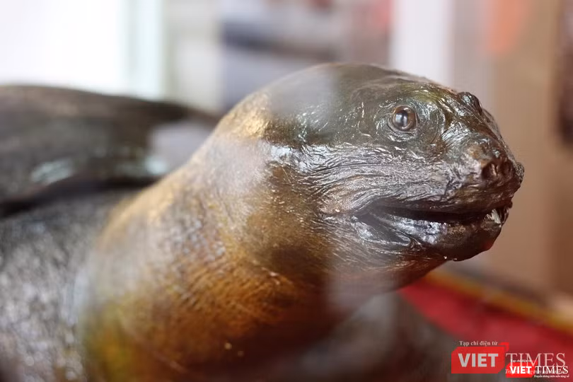 Khách du lịch nhận xét gì về tiêu bản “cụ Rùa” cuối cùng tại Hồ Gươm? ảnh 2