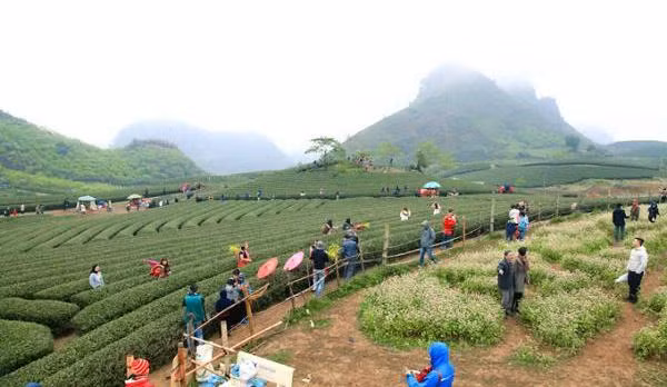 Phạm vi nghiên cứu lập quy hoạch chung xây dựng trung tâm du lịch trọng điểm gồm 03 khu: Trung tâm nghỉ dưỡng Mộc Châu; trung tâm du lịch sinh thái Mộc Châu; trung tâm vui chơi giải trí Mộc Châu (Ảnh minh họa - Nguồn: Internet) Mộc Châu 2