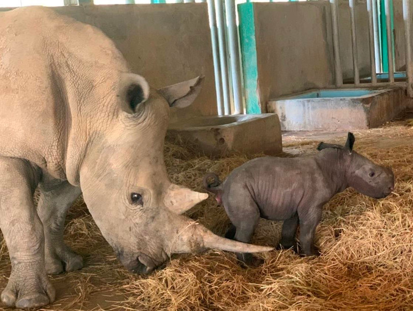 Cá thể tê giác trắng châu Phi chào đời khỏe mạnh Cá thể tê giác trắng châu Phi chào đời khỏe mạnh