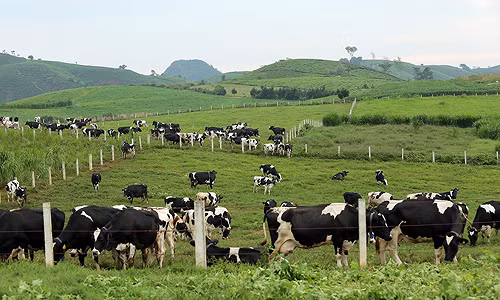 Thương vụ nghìn tỷ GTN của Vinamilk: Đích ngắm Mộc Châu Milk nhưng cũng đừng quên Vinatea (Ảnh: Internet)