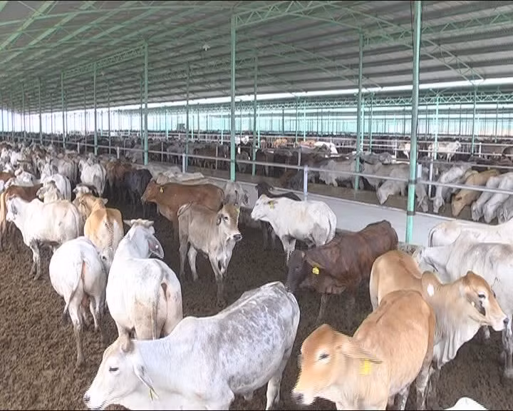 “Thông tin THACO tiếp quản dự án Chăn nuôi Bình Hà là không chính xác“ ảnh 2 “Thông tin THACO tiếp quản dự án Chăn nuôi Bình Hà là không chính xác“ ảnh 2