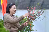 Đào, quất theo chân người đi tảo mộ ngày giáp Tết