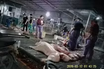 Vụ 300 tấn thịt lợn bẩn: Cán bộ trạm kiểm dịch tự đặt "luật lệ riêng" để thu tiền