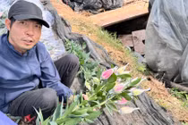 Người dân trồng hoa ở Tây Tựu tất bật bó hoa ly cho khách tại vườn. Ảnh: Q.A.