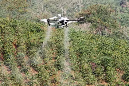 UAV phun phân bón qua lá trên cây cà phê tại hồ Ảng Cang, bản Mánh Đanh (xã Mường Ảng, tỉnh Điện Biên).