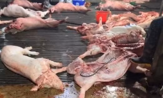 Thịt lợn chết vào bữa ăn học sinh - tội ác không thể tha thứ