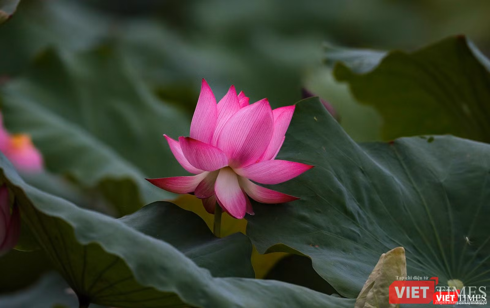 Cận cảnh một hoa sen đang nở