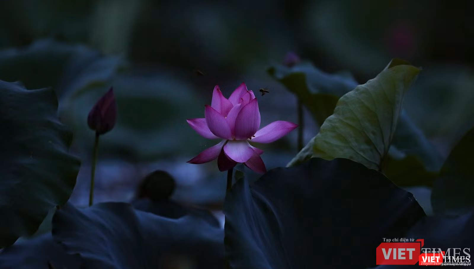 Một bông sen đang nở