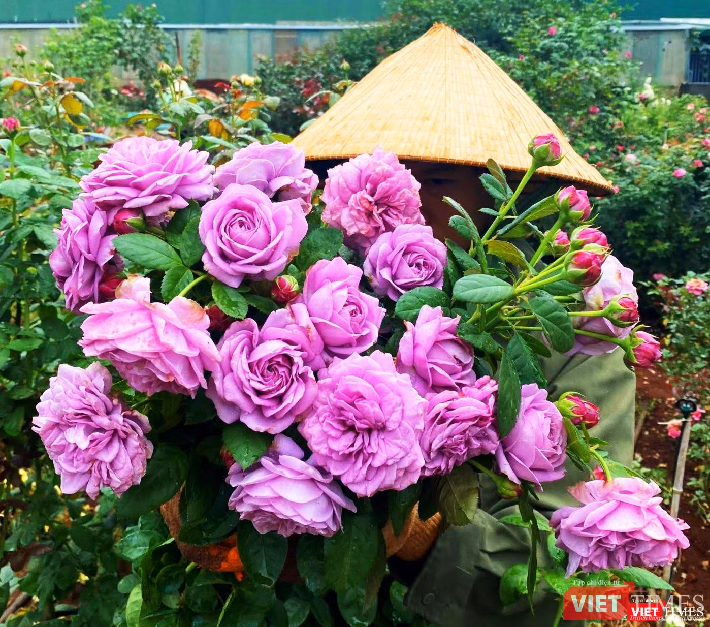 Sắc tím của hoa hồng Kinda Blue đẹp đến ... không thể chối từ