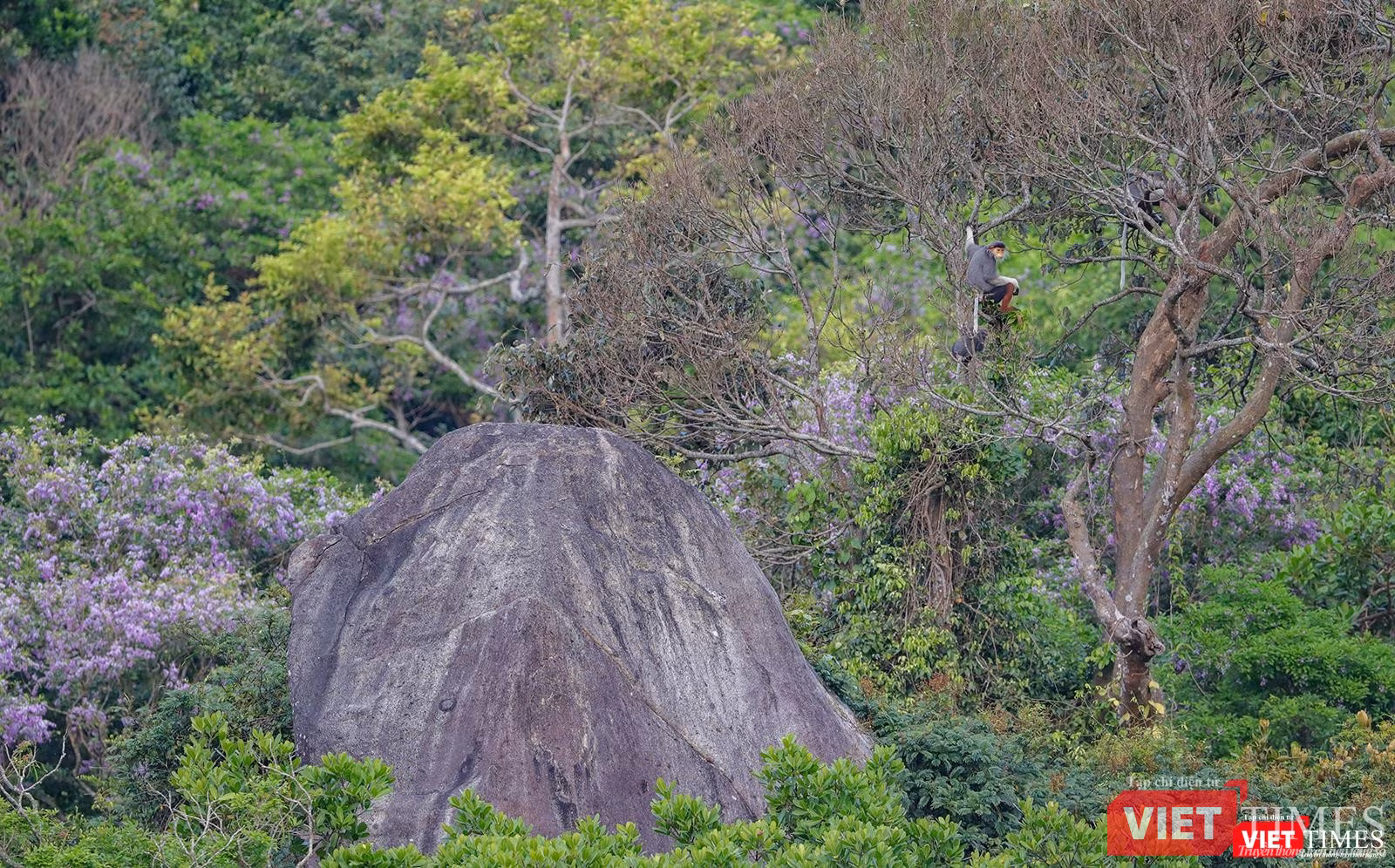 Một cá thể voọc trên những cánh cây khô