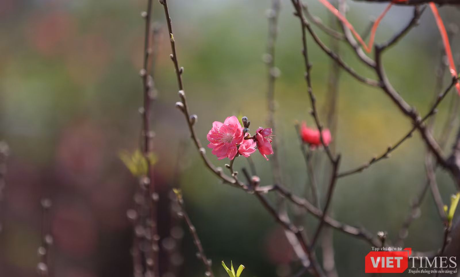 vt-duong-pho-tet-13-4487.png