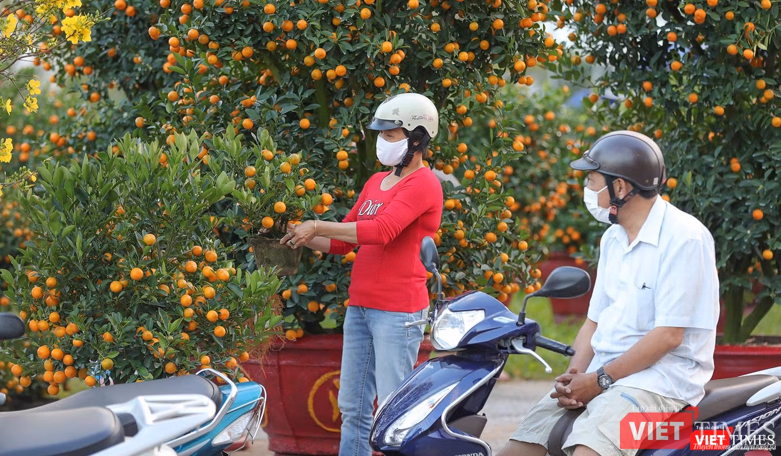 Quất cảnh cũng được quan tâm