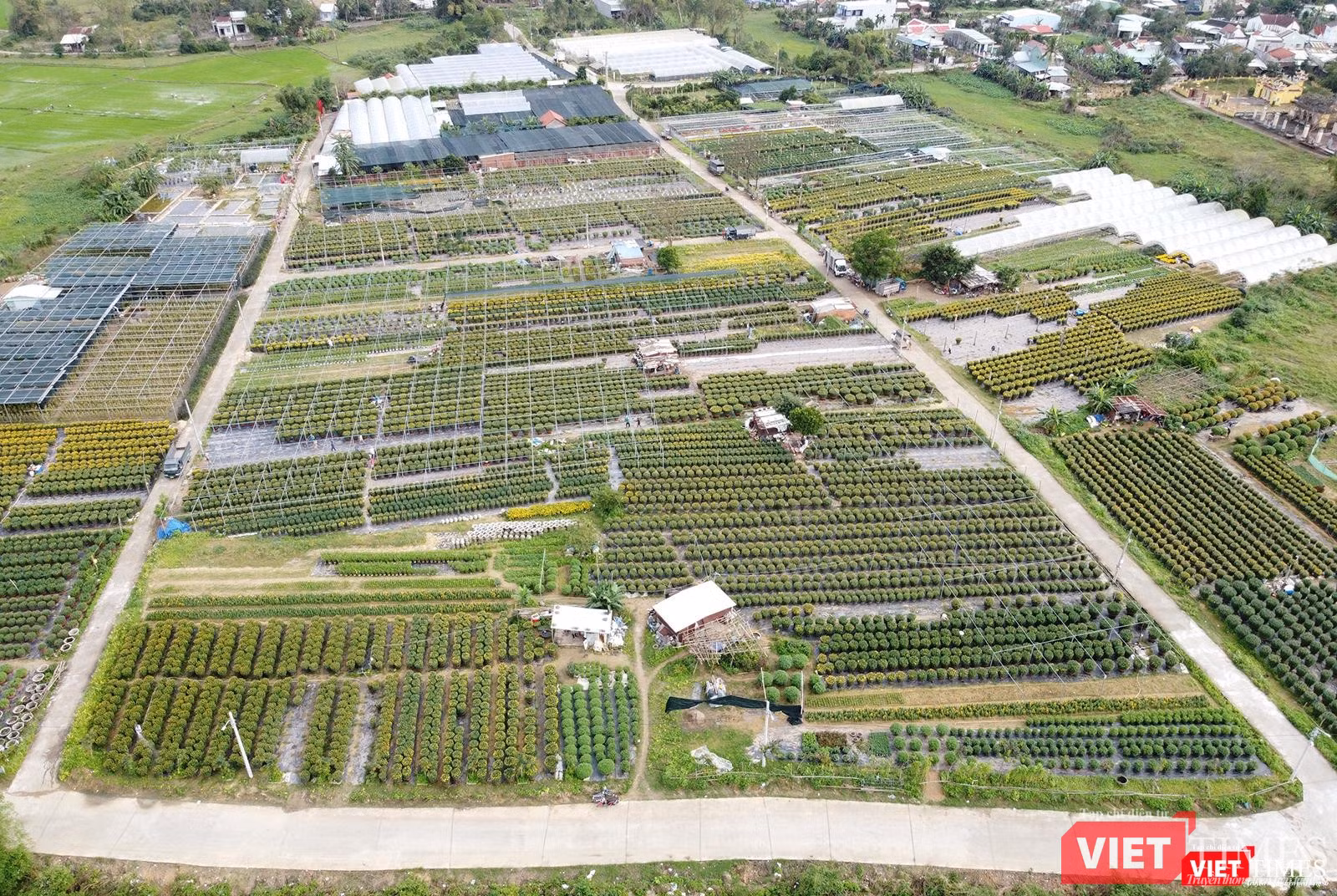 Toàn cảnh làng hoa Dương Sơn (xã Hòa Châu, huyện Hòa Vang, Đà Nẵng)