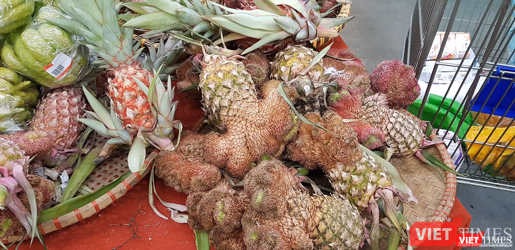 "Khóm long phụng" - một loại dứa cảnh mới có màu sắc sặc sỡ và hình dáng kỳ lạ đang rất thu hút khách hàng mua bày dịp Tết. Mỗi một trái dứa lạ này được bán với giá 35.000 đồng