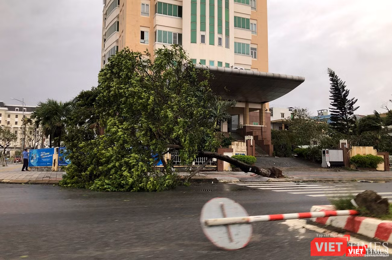 Cây xanh và biển báo giao thônng bị quật ngã Cây xanh và biển báo giao thônng bị quật ngã