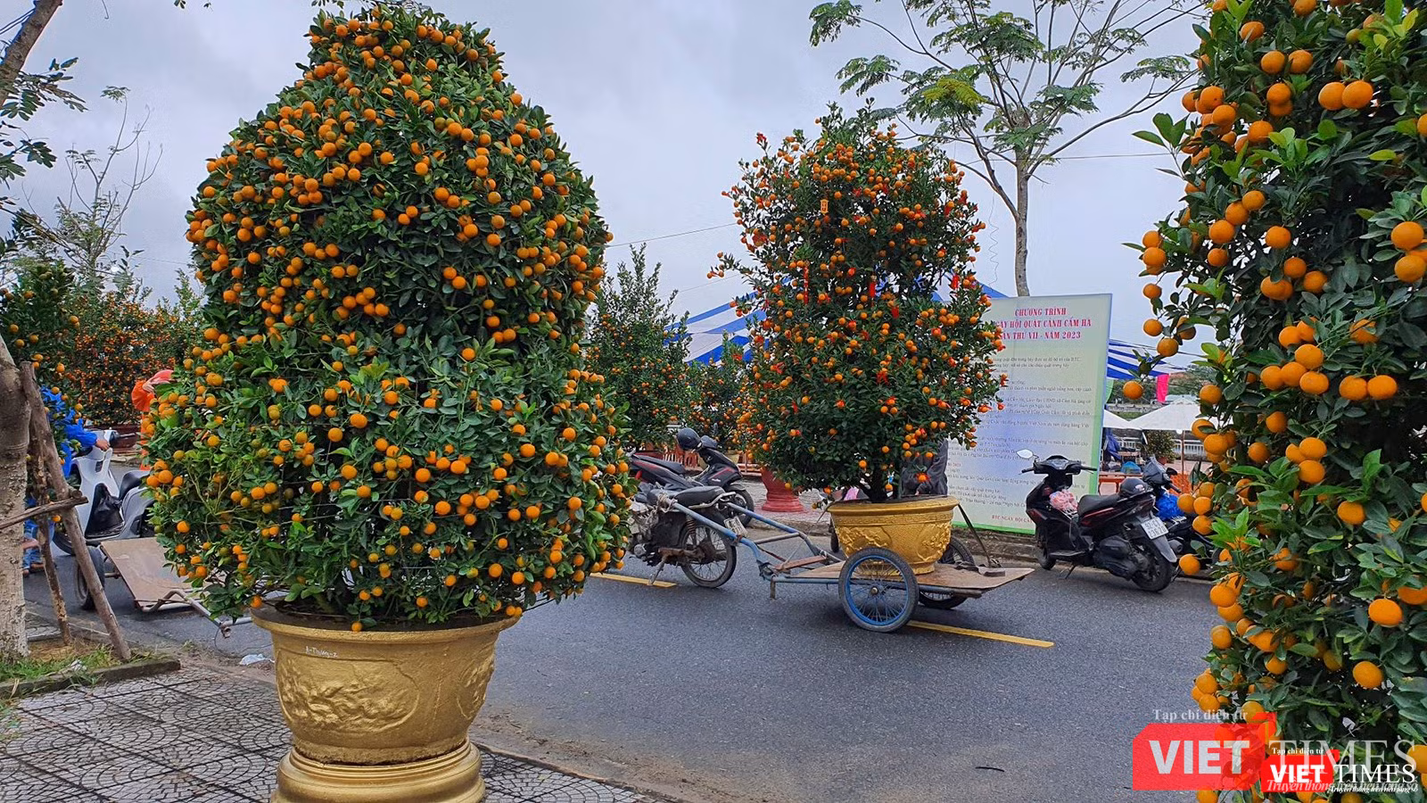 Gần 100 cây quất thế đẹp được đưa đến không gian ngày hội