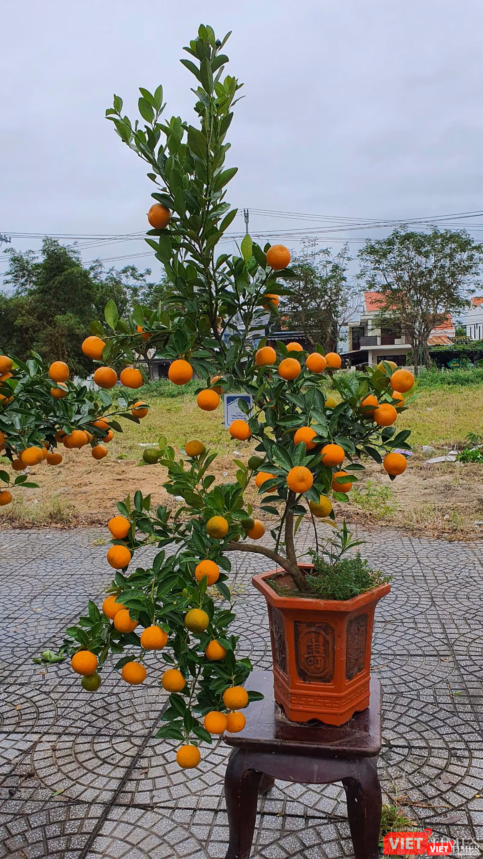 Một cây quất thế đẹp