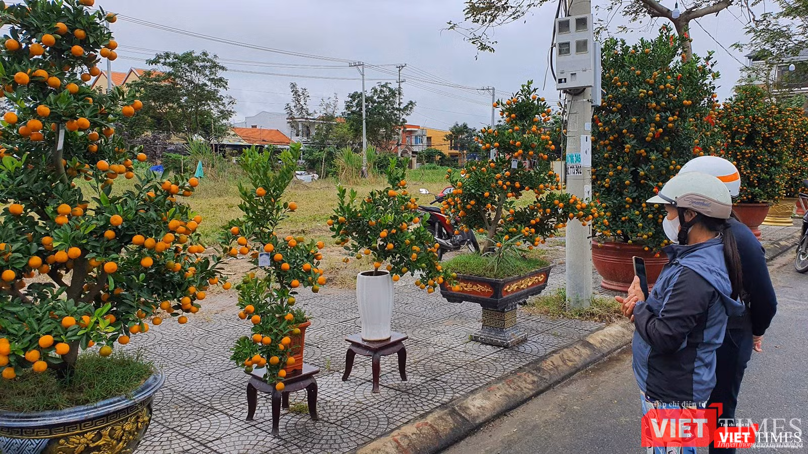 Người dân và du khách chiêm ngưỡng cây quất có dáng thế đẹp