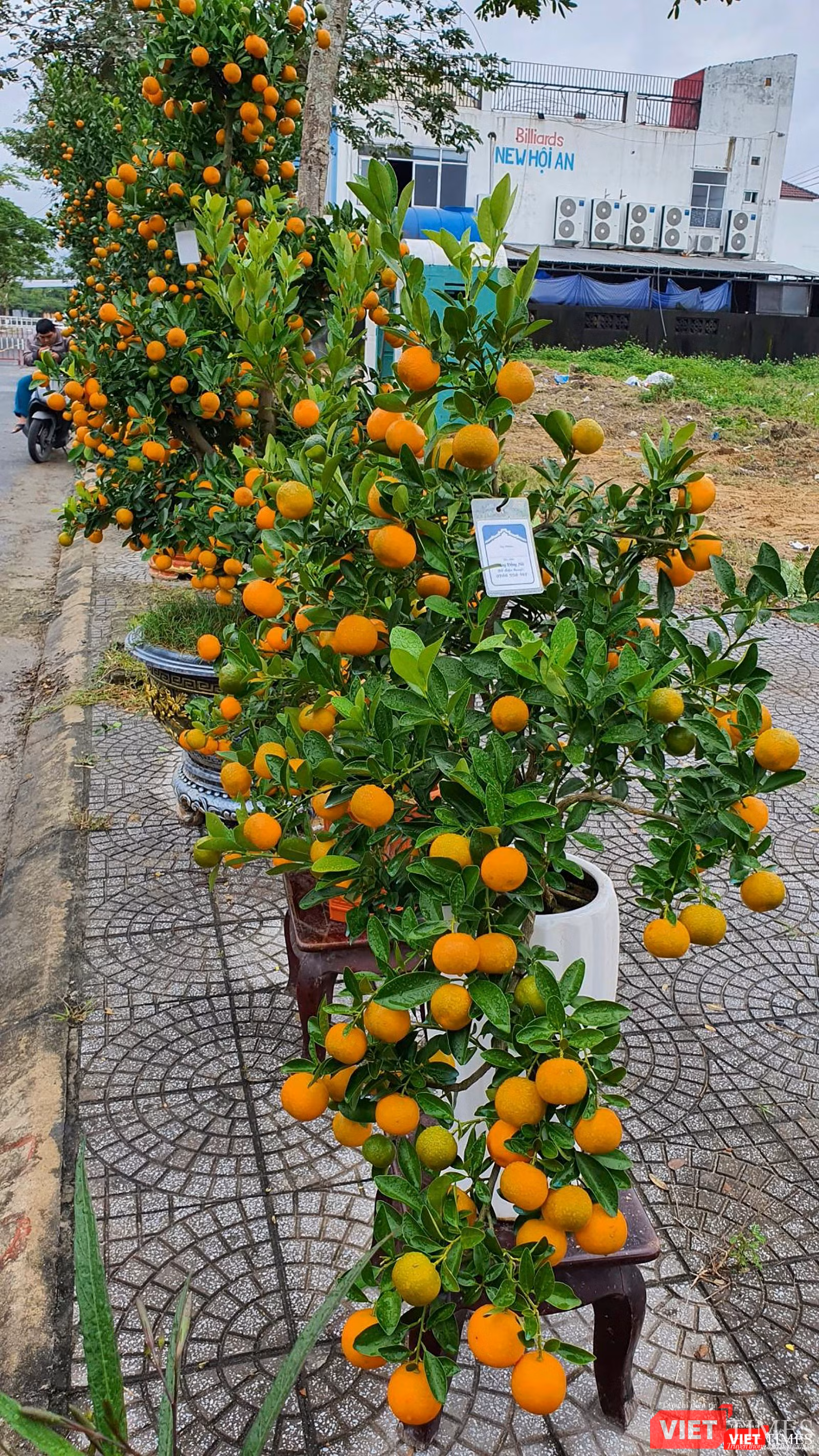 Một cây quất thế