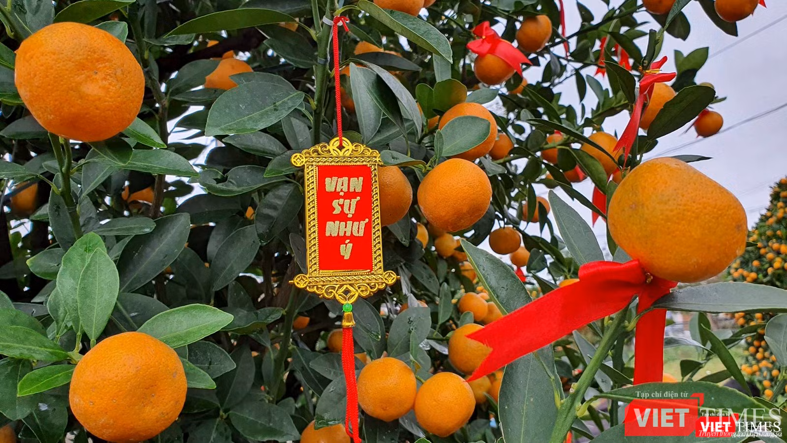 Từ nhiều năm nay, người dân làng quất Cẩm Hà đã đưa cây quất Hội An đến với mọi miền đất nước mỗi khi Tết đến, Xuân về và mong cầu một năm mới vạn sự như ý.