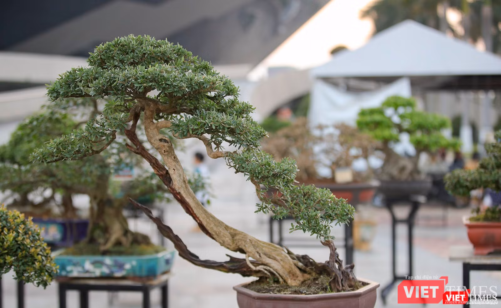 Linh sam thế
