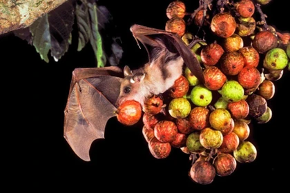 Cảnh báo khẩn về virus Nipah: Nữ bệnh nhân uống nhựa chà là tươi trước khi tử vong