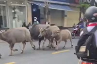 Đàn trâu phi nước đại qua cầu Rồng ở Đà Nẵng. Ảnh cắt từ clip