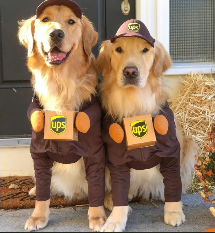 Ảnh: https://www.instagram.com/themgoldenboys/