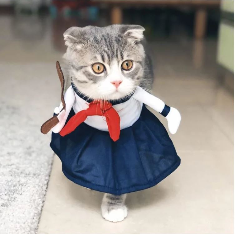 Ảnh: https://www.instagram.com/kitty_tobi/