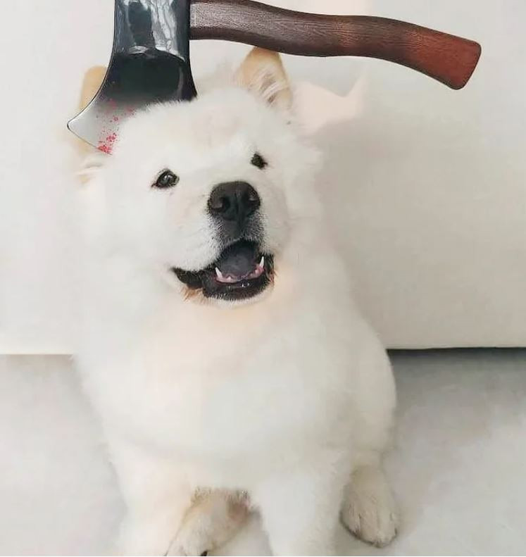 Ảnh: https://www.instagram.com/buyobear/