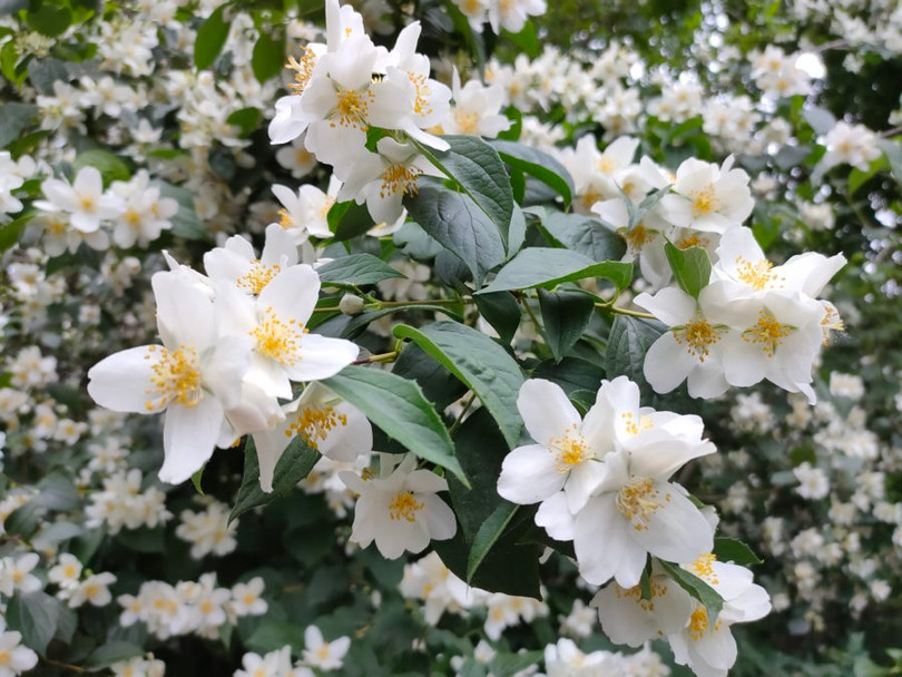 Ảnh chụp macro trên chiếc Realme X3 Superzoom (Ảnh: Android Authority) Ảnh chụp macro trên chiếc Realme X3 Superzoom (Ảnh: Android Authority)