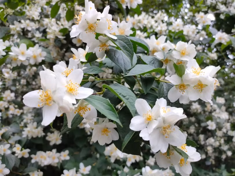 Ảnh chụp macro trên chiếc Realme X3 Superzoom (Ảnh: Android Authority)