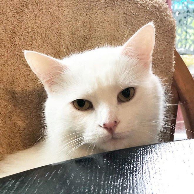 Smudge được dành riêng một chiếc ghế để ngồi tại bàn ăn (Ảnh:kenh14)