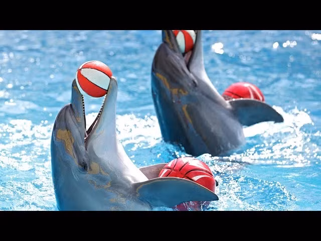 Cá heo biểu diễn xiếc (Ảnh: tes.com)