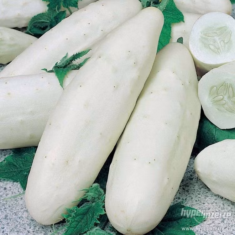 Dưa chuột "bạch tạng" có màu trắng sáng (Ảnh: OC)