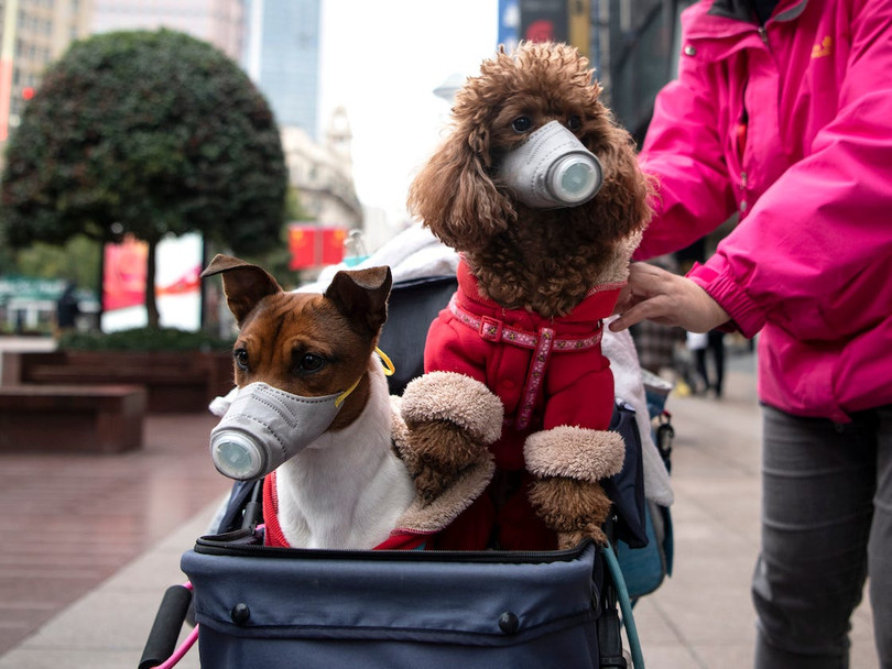 Đã từng có 2 chú chó ở Hồng Kông bị nhiễm virus corona (Ảnh: CNN)